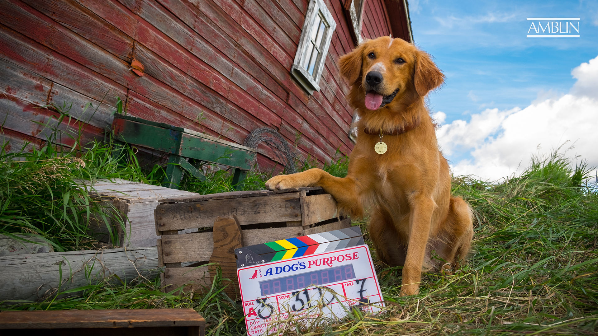 director of a dogs purpose